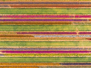 Preview wallpaper field, aerial view, colorful, flowers, lines