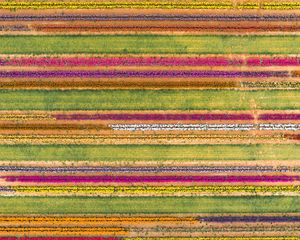 Preview wallpaper field, aerial view, colorful, flowers, lines