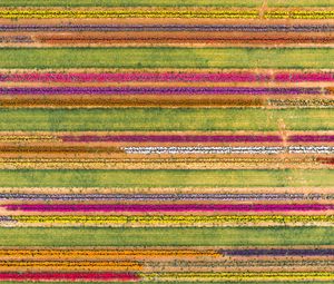 Preview wallpaper field, aerial view, colorful, flowers, lines