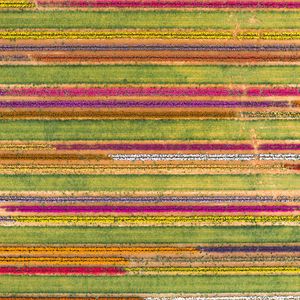 Preview wallpaper field, aerial view, colorful, flowers, lines