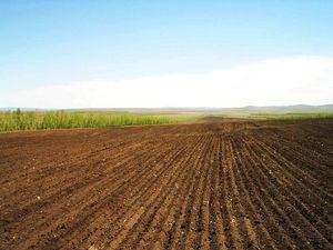 Preview wallpaper field, arable land, lines, ranks, agriculture