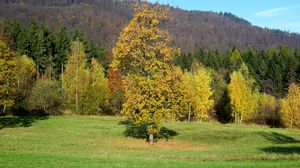 Preview wallpaper field, autumn, grass, trees