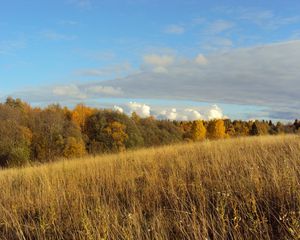 Preview wallpaper field, autumn, grass, faded, glade, meadow