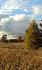 Preview wallpaper field, autumn, grass, faded, glade, meadow, fir-tree, trees