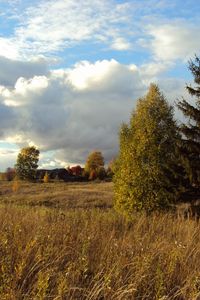 Preview wallpaper field, autumn, grass, faded, glade, meadow, fir-tree, trees