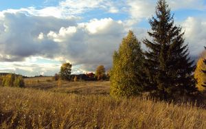 Preview wallpaper field, autumn, grass, faded, glade, meadow, fir-tree, trees