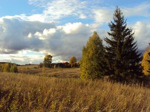 Preview wallpaper field, autumn, grass, faded, glade, meadow, fir-tree, trees