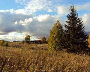 Preview wallpaper field, autumn, grass, faded, glade, meadow, fir-tree, trees