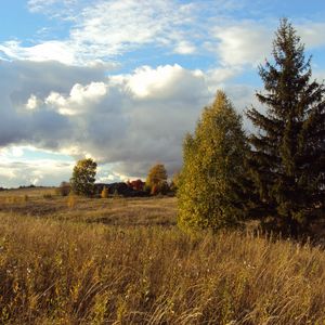 Preview wallpaper field, autumn, grass, faded, glade, meadow, fir-tree, trees