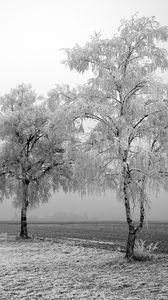 Preview wallpaper field, birches, winter, hoarfrost, snow