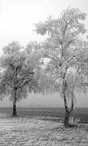 Preview wallpaper field, birches, winter, hoarfrost, snow