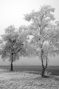 Preview wallpaper field, birches, winter, hoarfrost, snow