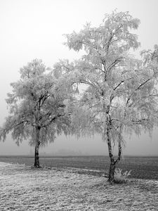 Preview wallpaper field, birches, winter, hoarfrost, snow