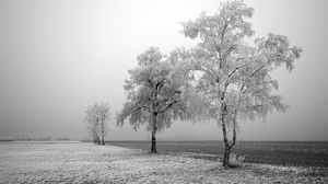 Preview wallpaper field, birches, winter, hoarfrost, snow