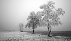 Preview wallpaper field, birches, winter, hoarfrost, snow