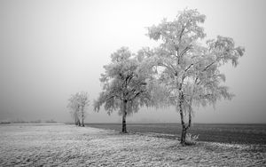 Preview wallpaper field, birches, winter, hoarfrost, snow