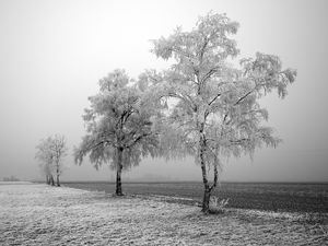 Preview wallpaper field, birches, winter, hoarfrost, snow