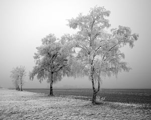 Preview wallpaper field, birches, winter, hoarfrost, snow