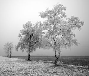 Preview wallpaper field, birches, winter, hoarfrost, snow