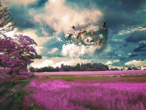 Preview wallpaper field, birds, photoshop, flight, sky, grass