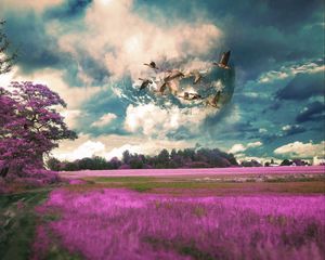 Preview wallpaper field, birds, photoshop, flight, sky, grass