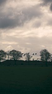 Preview wallpaper field, birds, trees, twilight, clouds