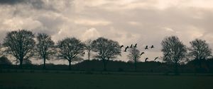 Preview wallpaper field, birds, trees, twilight, clouds