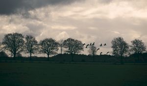 Preview wallpaper field, birds, trees, twilight, clouds