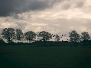 Preview wallpaper field, birds, trees, twilight, clouds