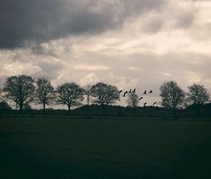 Preview wallpaper field, birds, trees, twilight, clouds