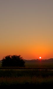 Preview wallpaper field, bush, twilight, grass