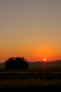 Preview wallpaper field, bush, twilight, grass
