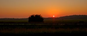 Preview wallpaper field, bush, twilight, grass