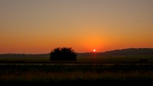 Preview wallpaper field, bush, twilight, grass