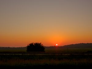 Preview wallpaper field, bush, twilight, grass