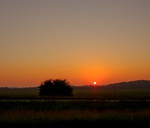 Preview wallpaper field, bush, twilight, grass