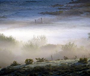 Preview wallpaper field, bushes, fog, gate, grounds