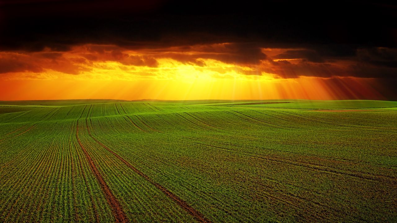Wallpaper field, clouds, horizon, grass, agriculture