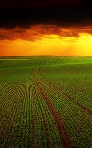 Preview wallpaper field, clouds, horizon, grass, agriculture