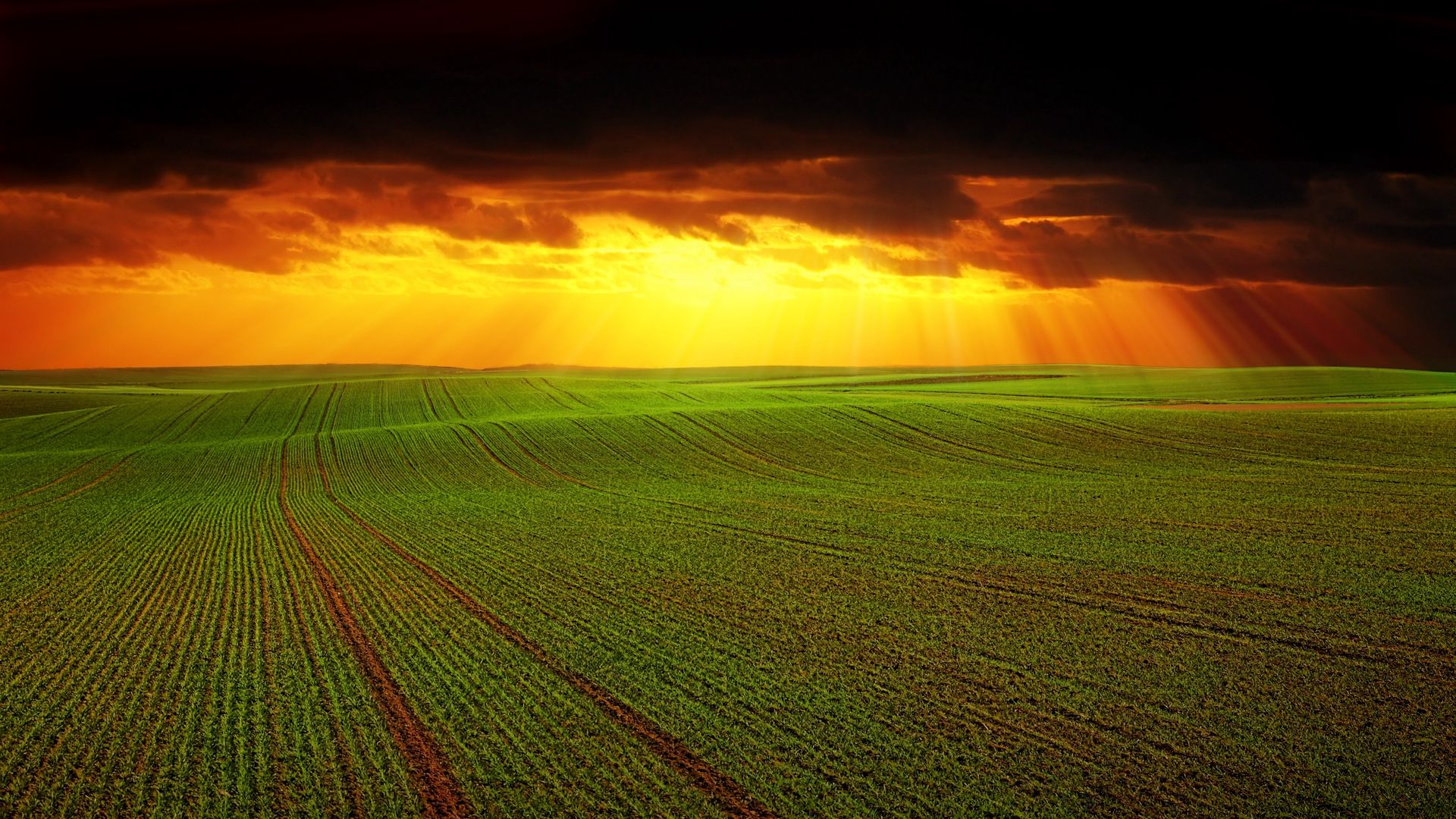 Download wallpaper 1920x1080 field, clouds, horizon, grass, agriculture  full hd, hdtv, fhd, 1080p hd background