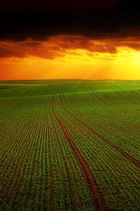 Preview wallpaper field, clouds, horizon, grass, agriculture