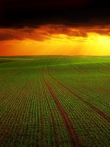 Preview wallpaper field, clouds, horizon, grass, agriculture