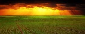 Preview wallpaper field, clouds, horizon, grass, agriculture