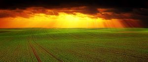 Preview wallpaper field, clouds, horizon, grass, agriculture