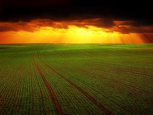 Preview wallpaper field, clouds, horizon, grass, agriculture