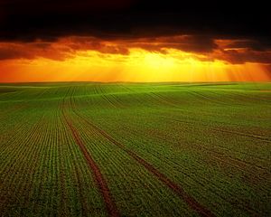 Preview wallpaper field, clouds, horizon, grass, agriculture