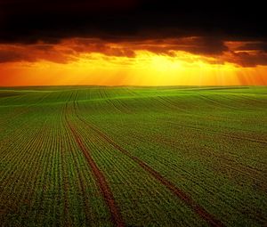 Preview wallpaper field, clouds, horizon, grass, agriculture