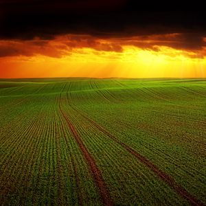 Preview wallpaper field, clouds, horizon, grass, agriculture