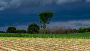 Preview wallpaper field, clouds, trees, stormy, landscape