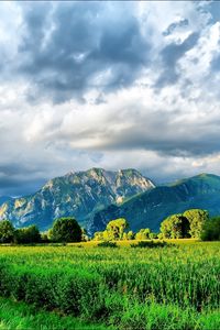 Preview wallpaper field, corn, greens, summer, mountains, sky, brightly